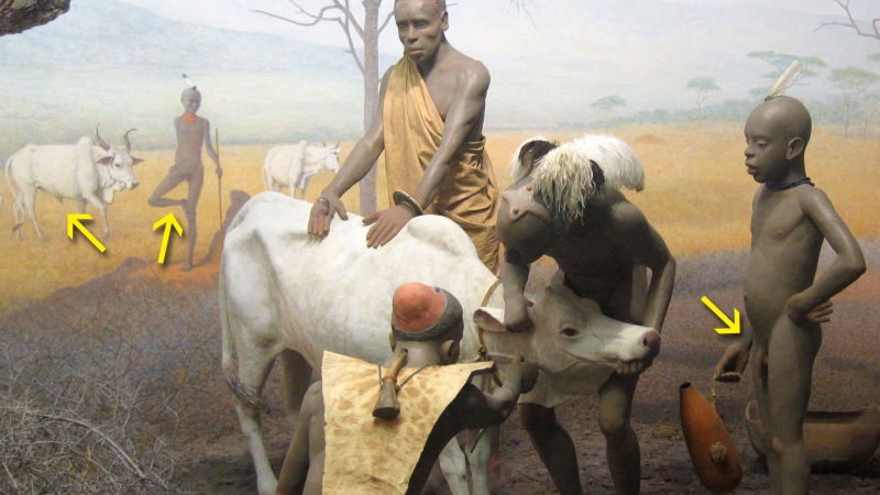 Illustration for article titled Here's Every Single Penis in the American Museum of Natural History